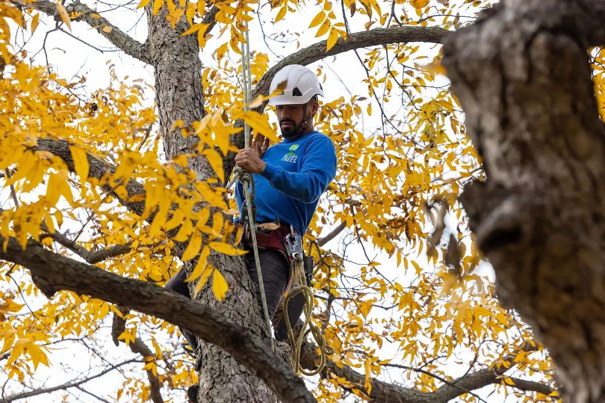 Skilled Tree Transplanting crew working in Denver City